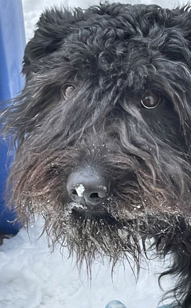 Bouvier KELEVRA BLEIKE v CAYA'S HOME